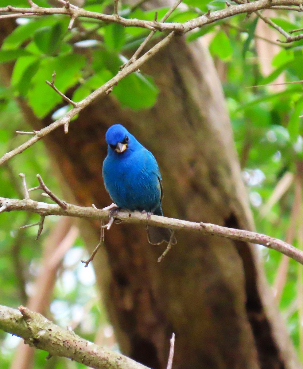 Passerin indigo - ML647609767