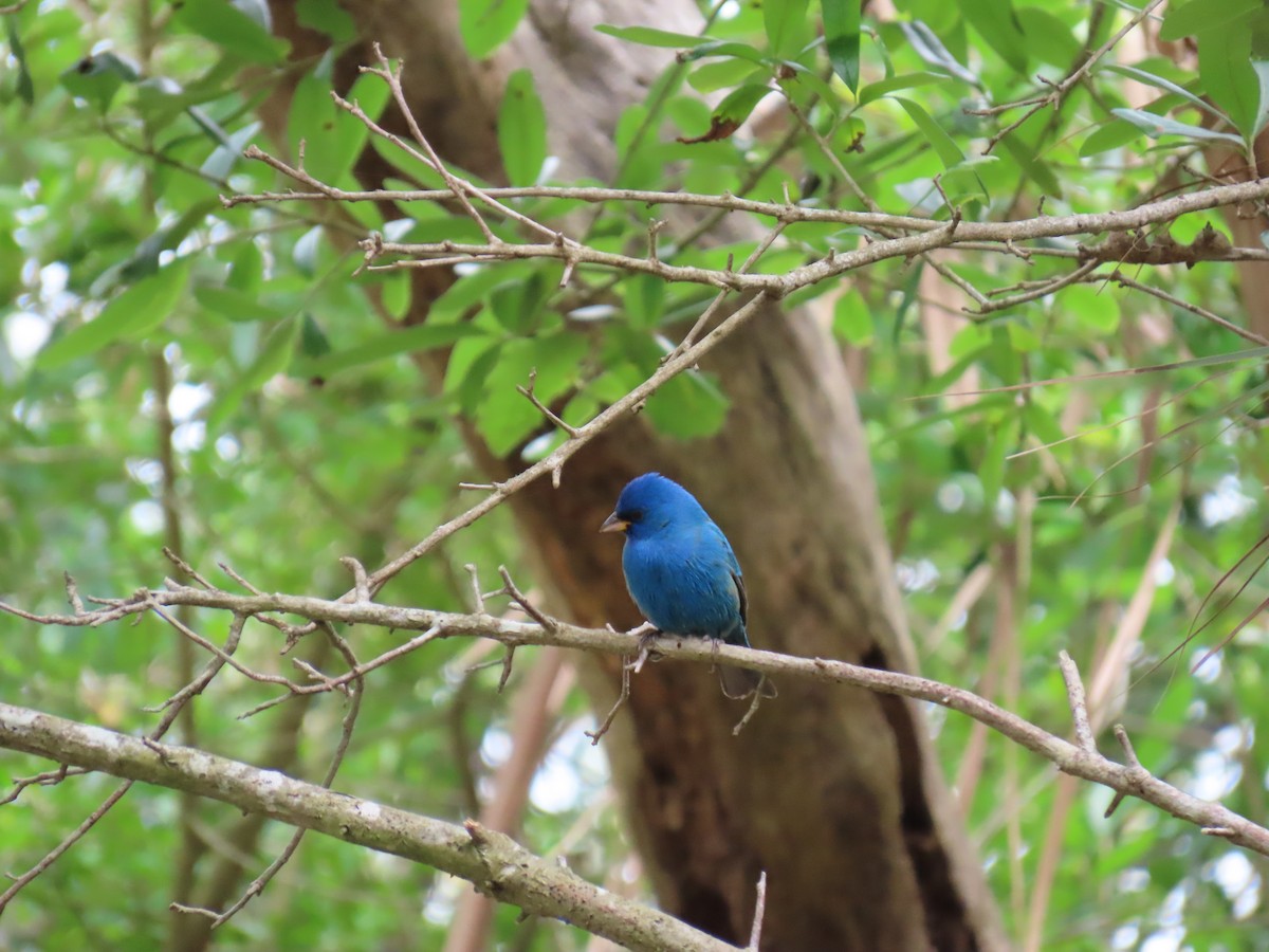 Passerin indigo - ML647609773