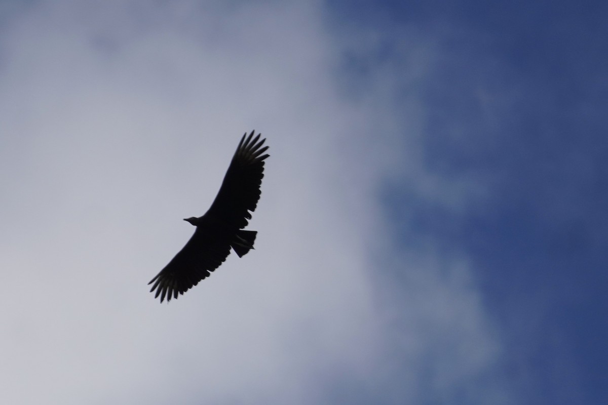 Чёрная катарта - ML647609774