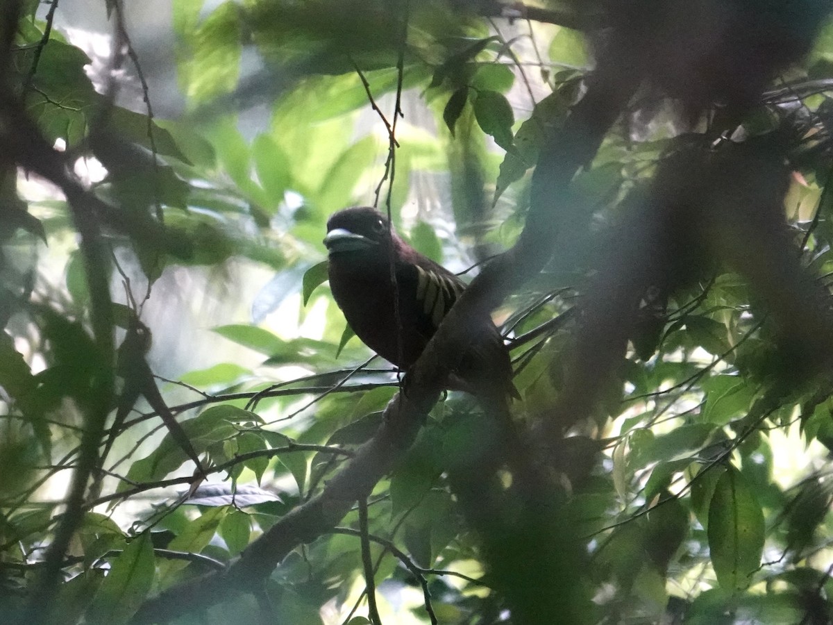 Banded Broadbill (Banded) - ML647609792