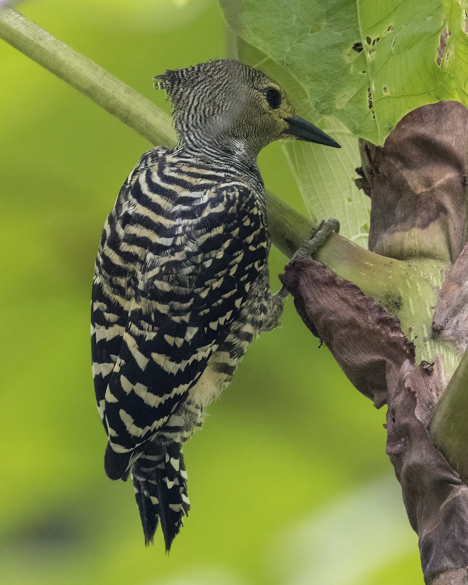 Buff-rumped Woodpecker - ML647609797