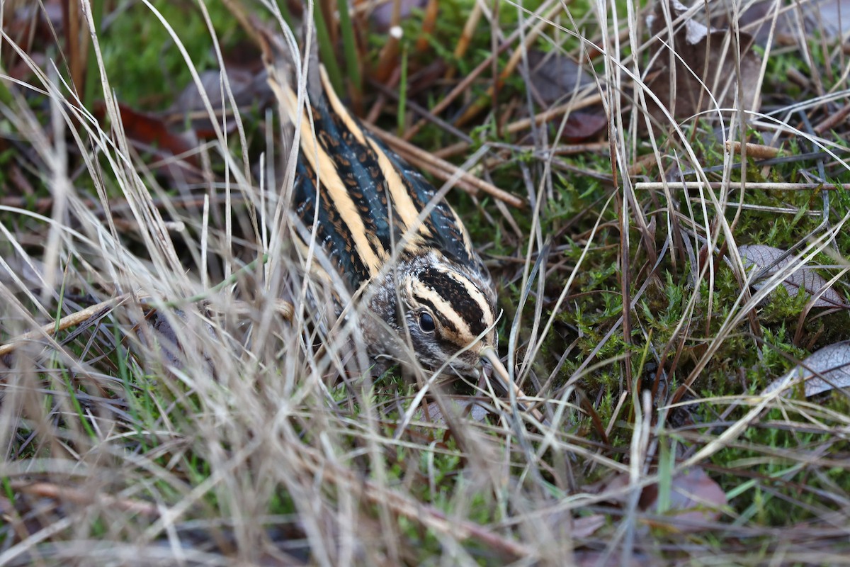 小鷸 - ML647609801