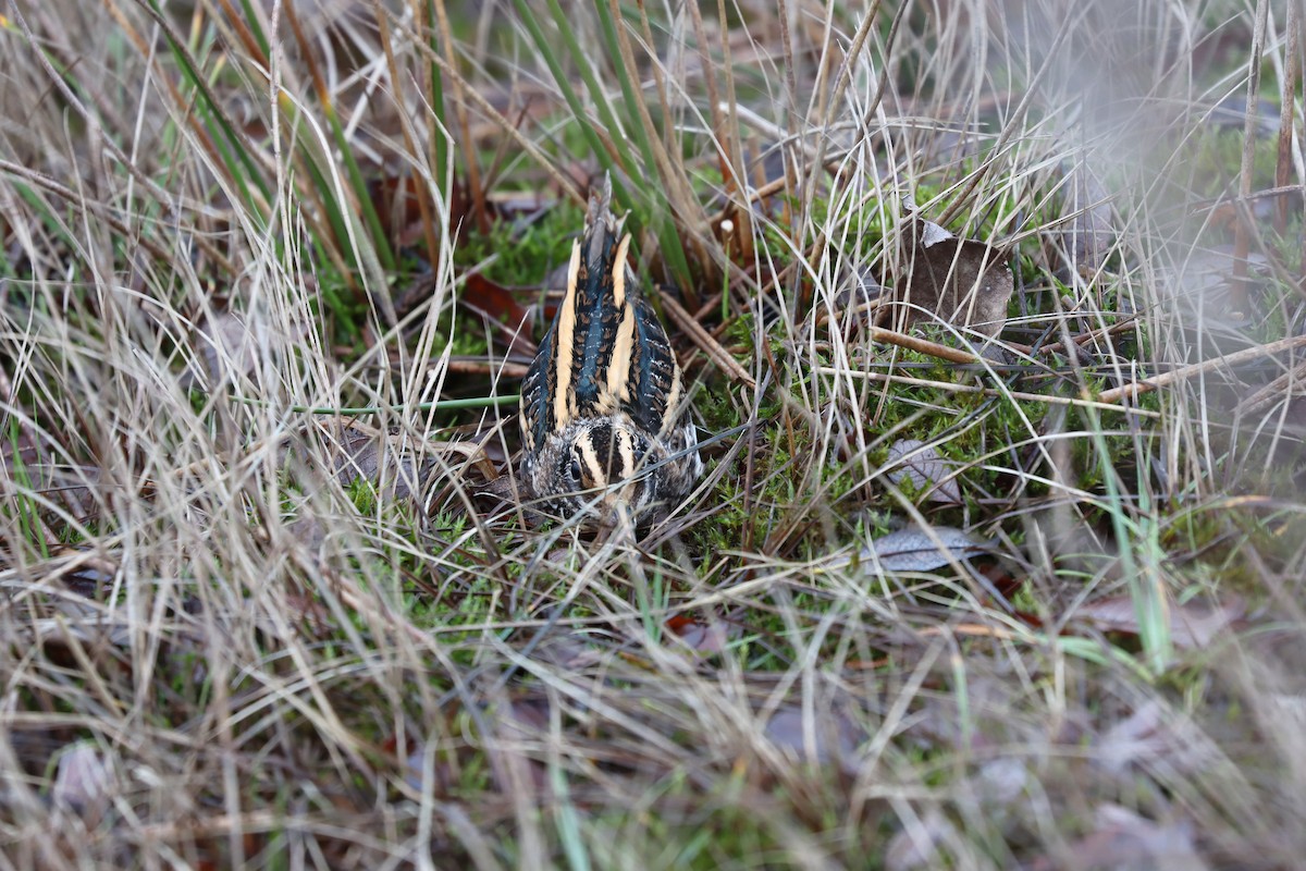 小鷸 - ML647609803