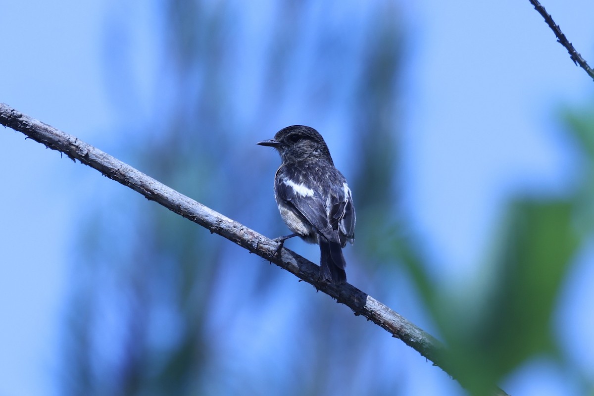 afrikasvartstrupe - ML647609812