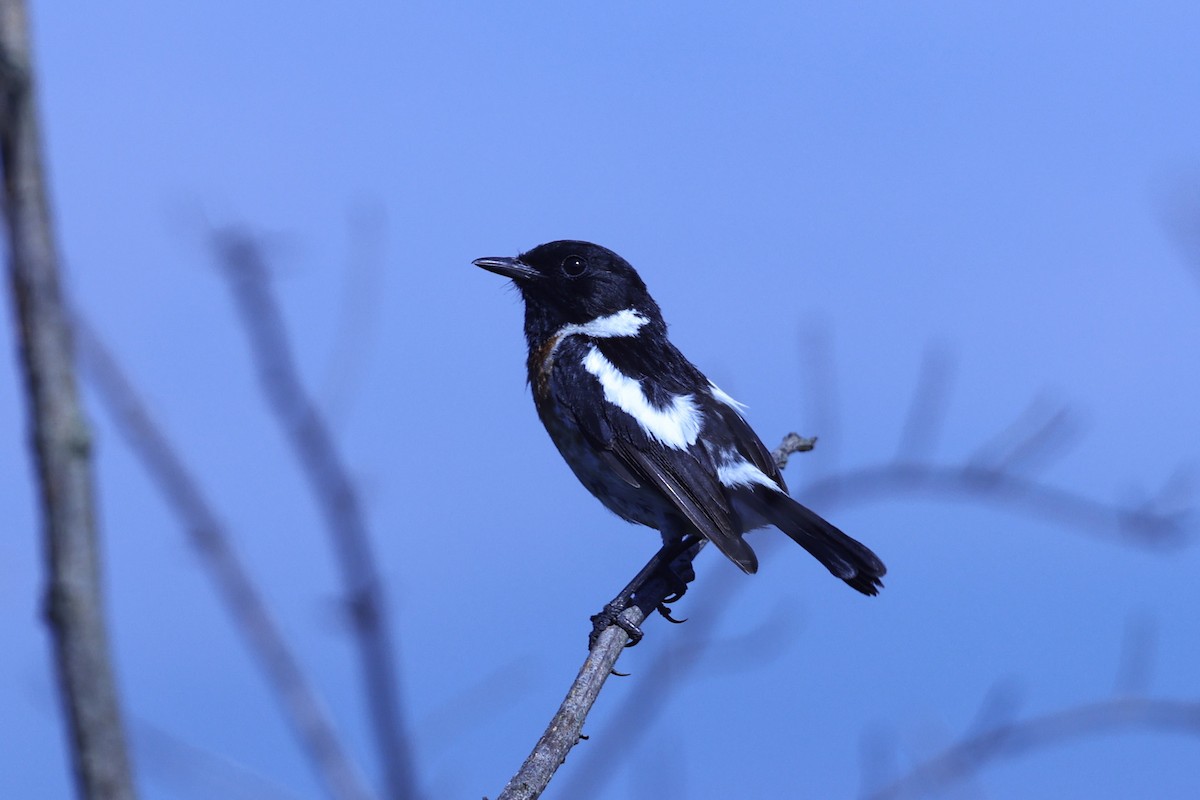 afrikasvartstrupe - ML647609816