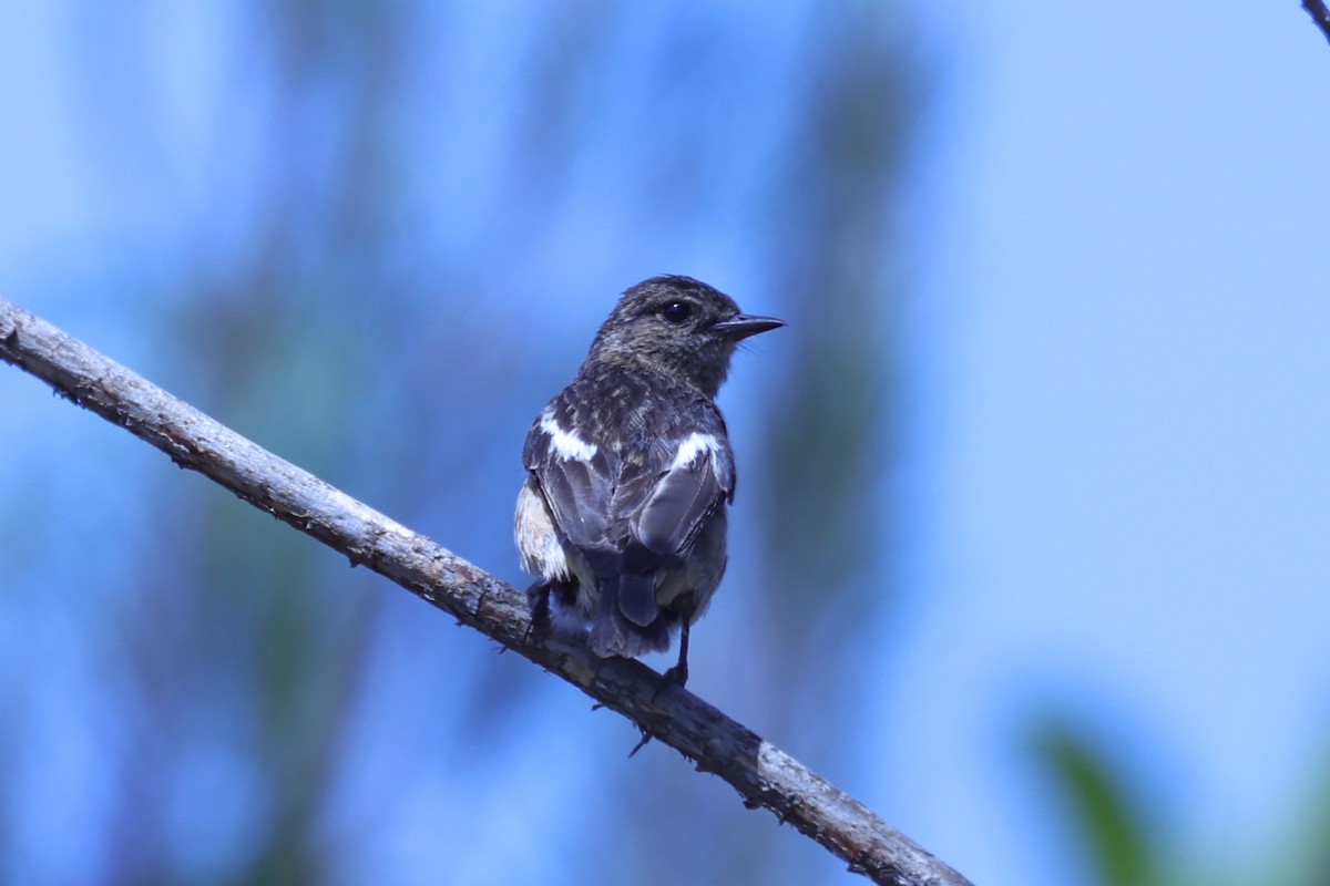 afrikasvartstrupe - ML647609821