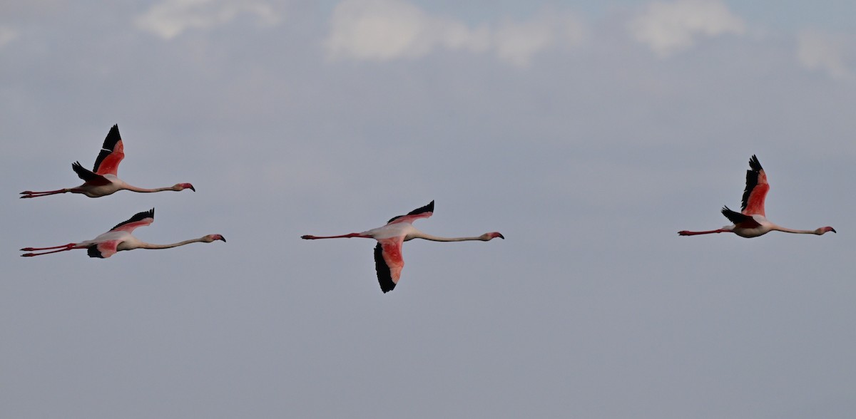 大紅鸛 - ML647609831