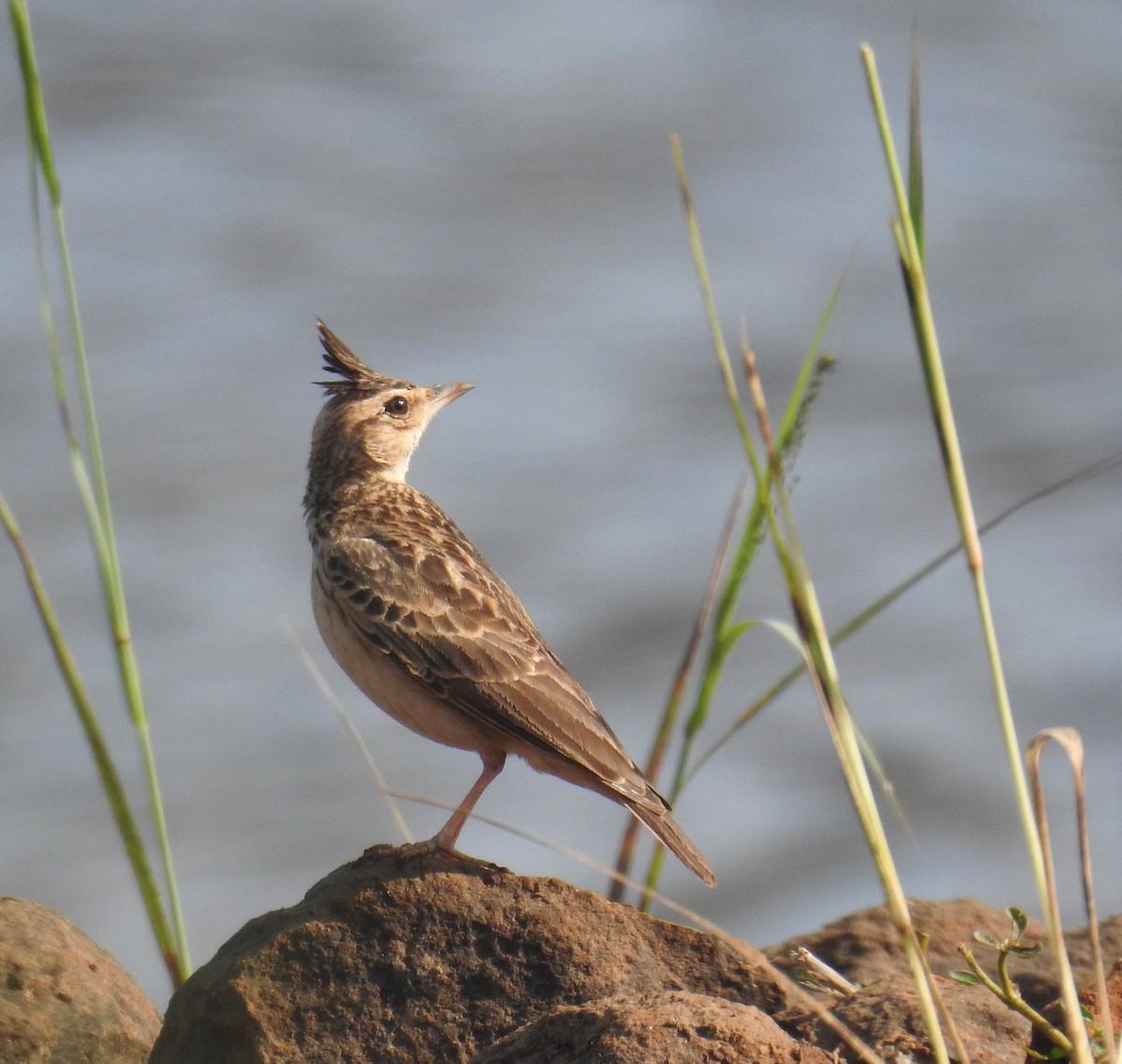Malabar Lark - ML647609837