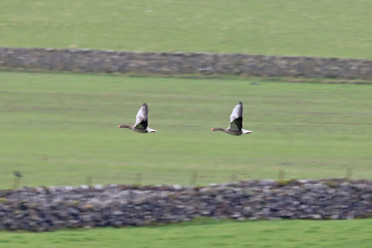 灰雁 - ML647609838