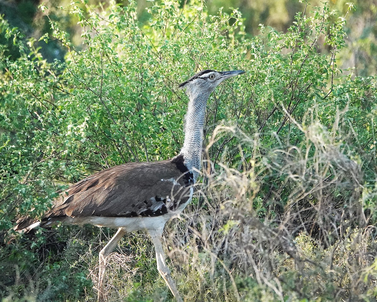 Kori Toyu - ML647609839