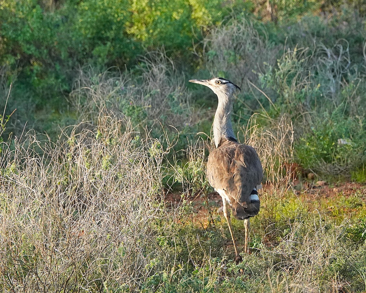 Kori Bustard - ML647609840
