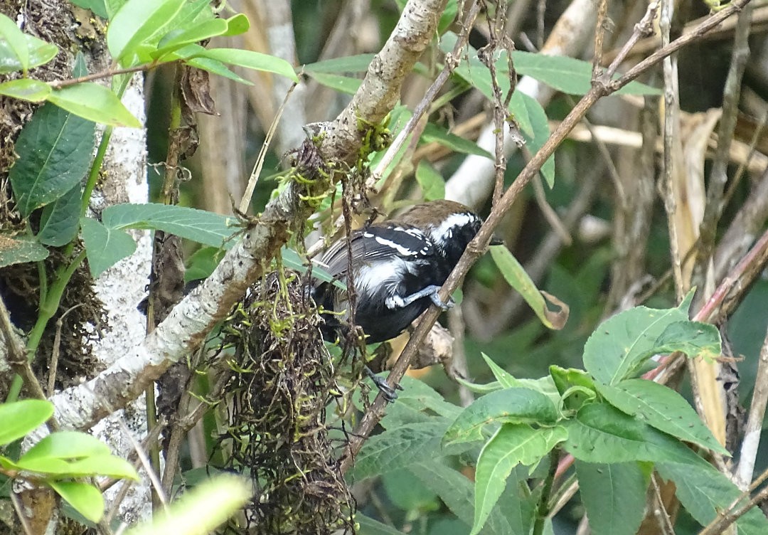 Serra Antwren - ML647609841