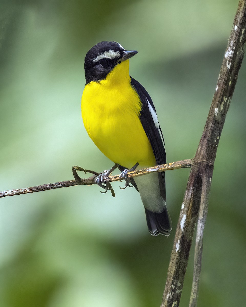 白眉鶲 - ML647609843