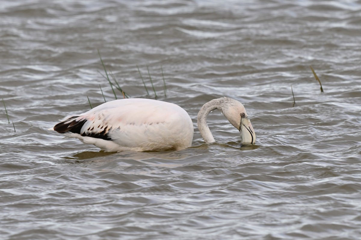 大紅鸛 - ML647609844