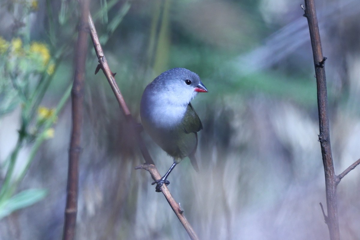 Yellow-bellied Waxbill - ML647609845
