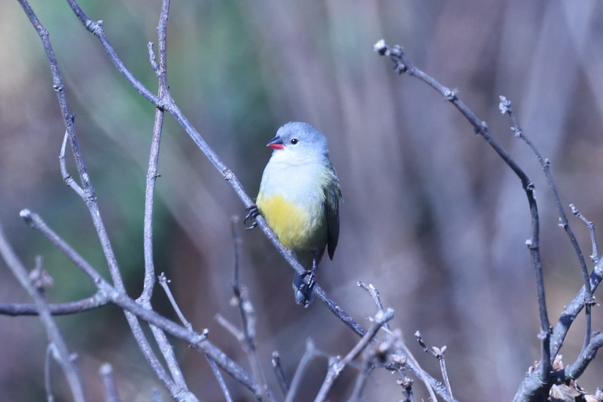 Yellow-bellied Waxbill - ML647609846