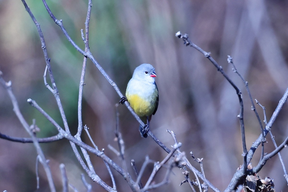 Yellow-bellied Waxbill - ML647609847