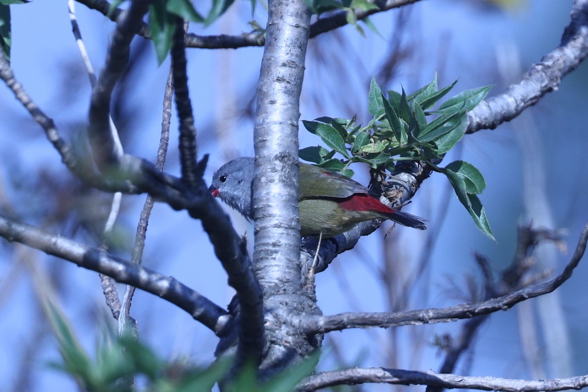 Yellow-bellied Waxbill - ML647609848