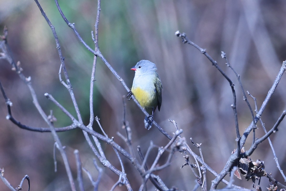 Yellow-bellied Waxbill - ML647609849