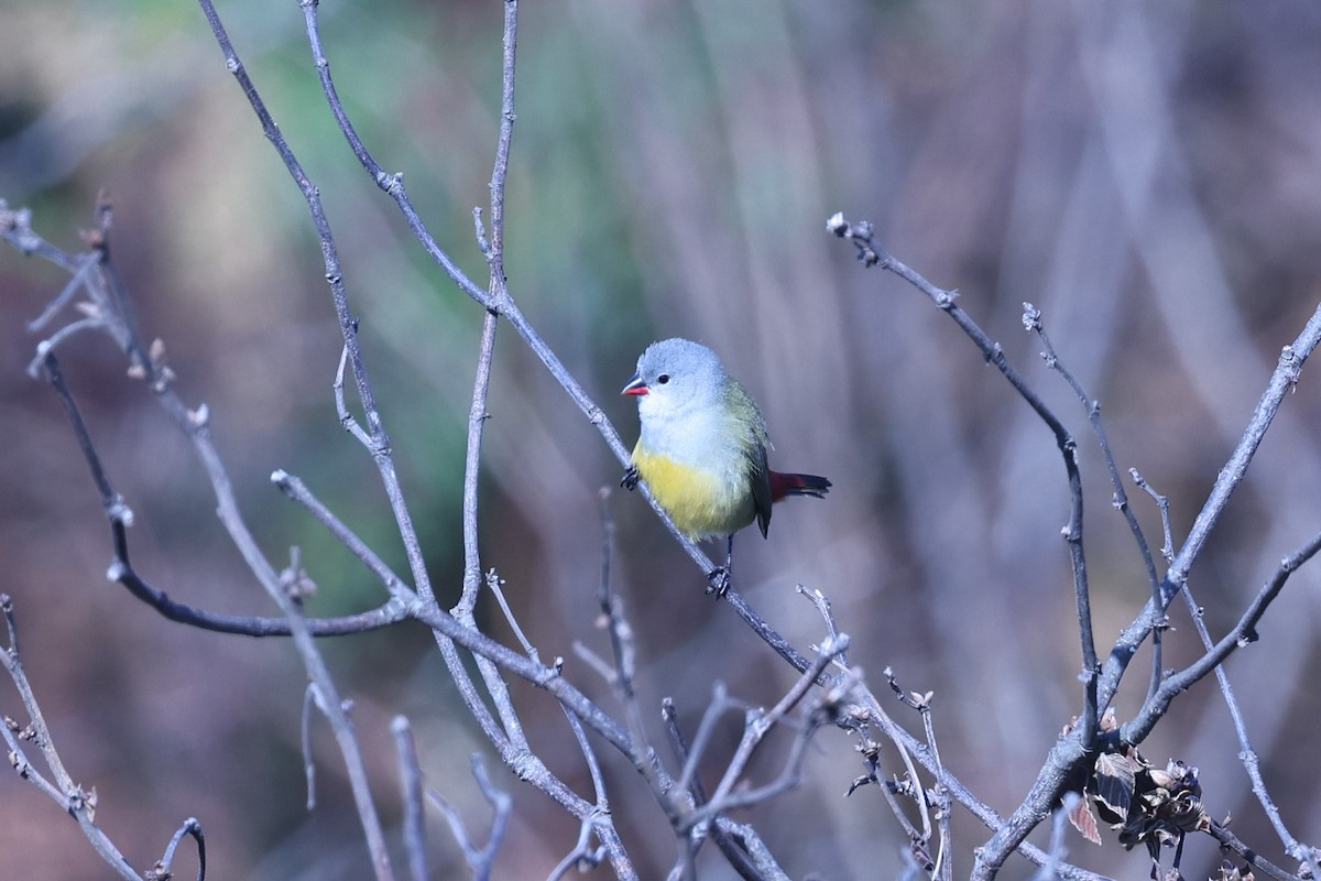Yellow-bellied Waxbill - ML647609850