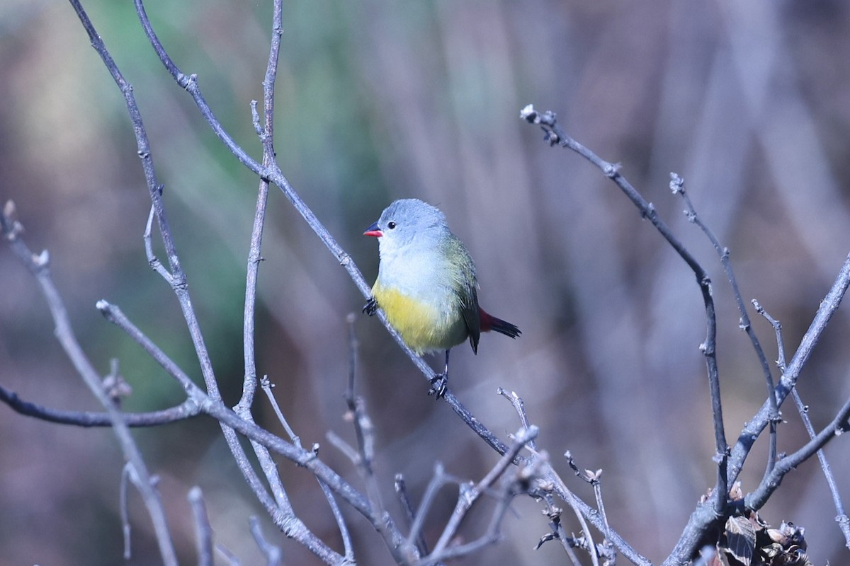 Yellow-bellied Waxbill - ML647609851