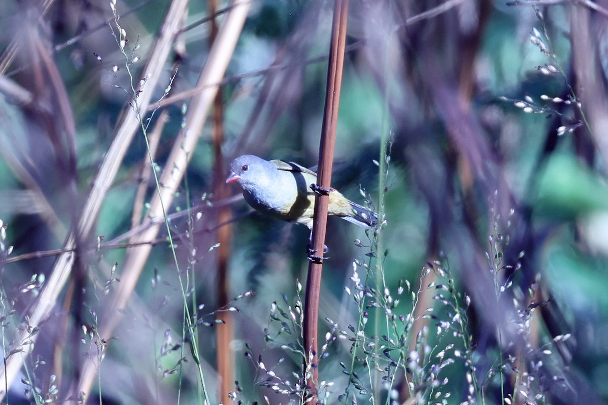 Yellow-bellied Waxbill - ML647609852