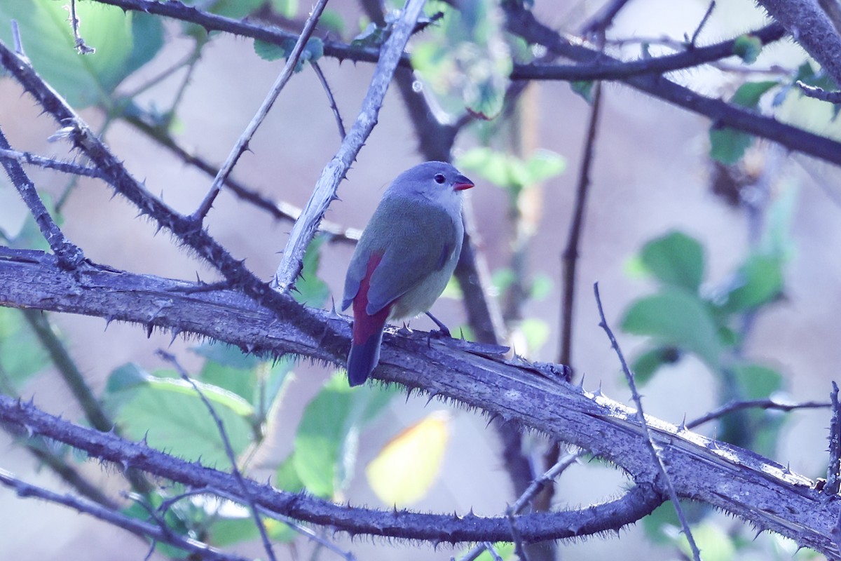 Yellow-bellied Waxbill - ML647609853