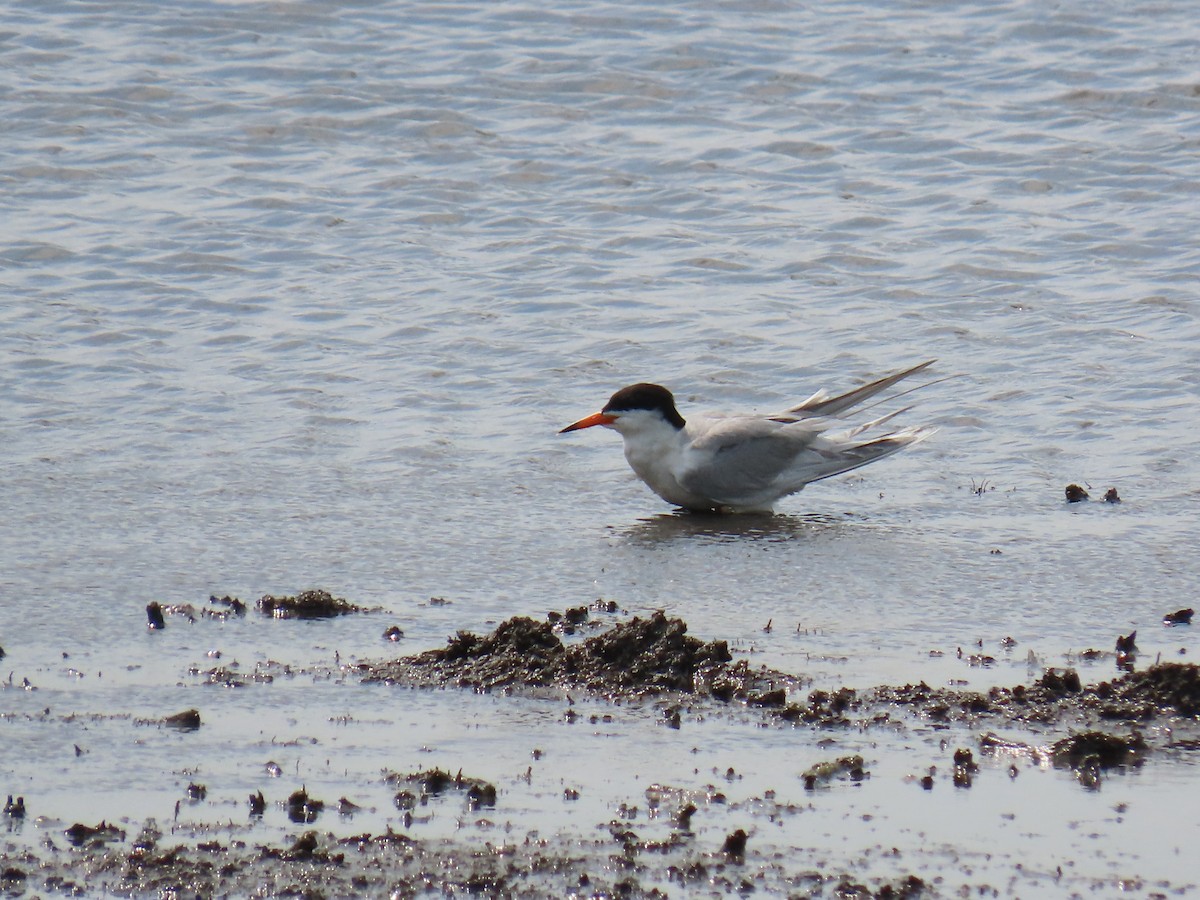 Forster's Tern - ML647609854