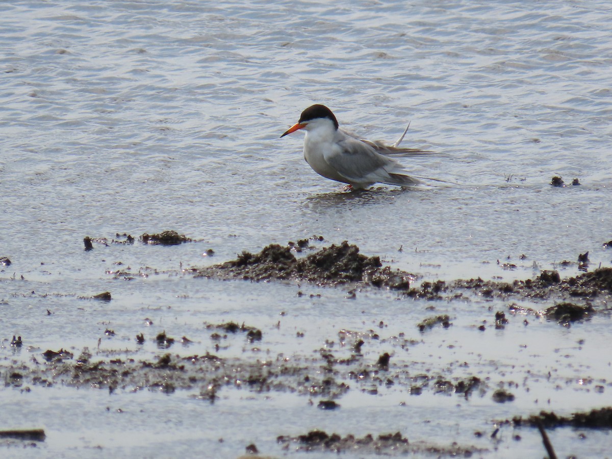 Forster's Tern - ML647609855