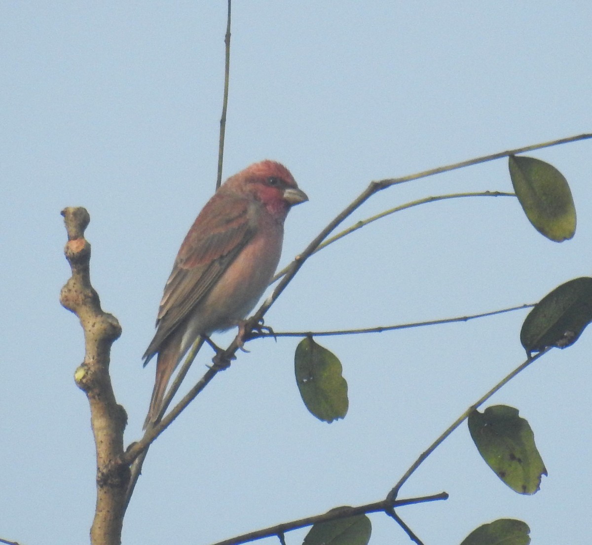 普通朱雀 - ML647609856