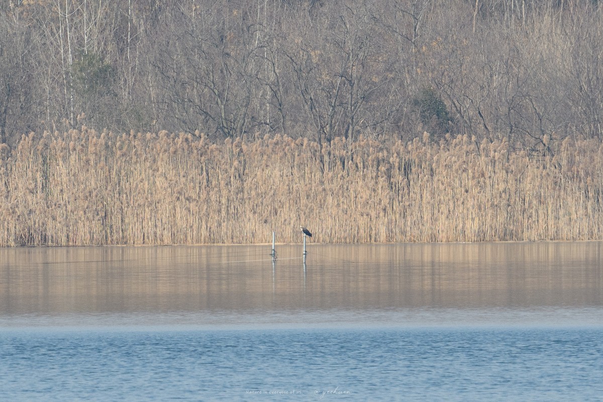 魚鷹 - ML647609857