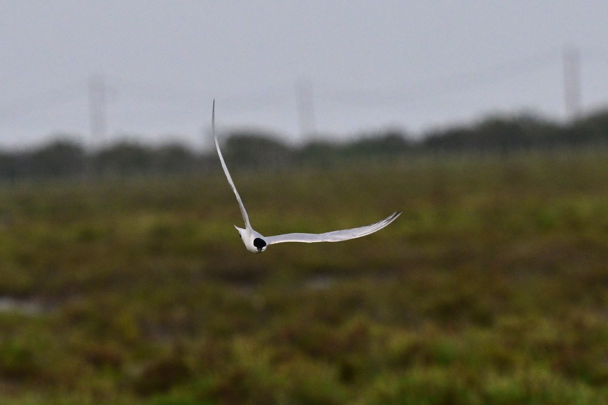 鷗嘴燕鷗 - ML647609858