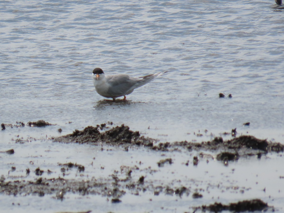 Forster's Tern - ML647609860