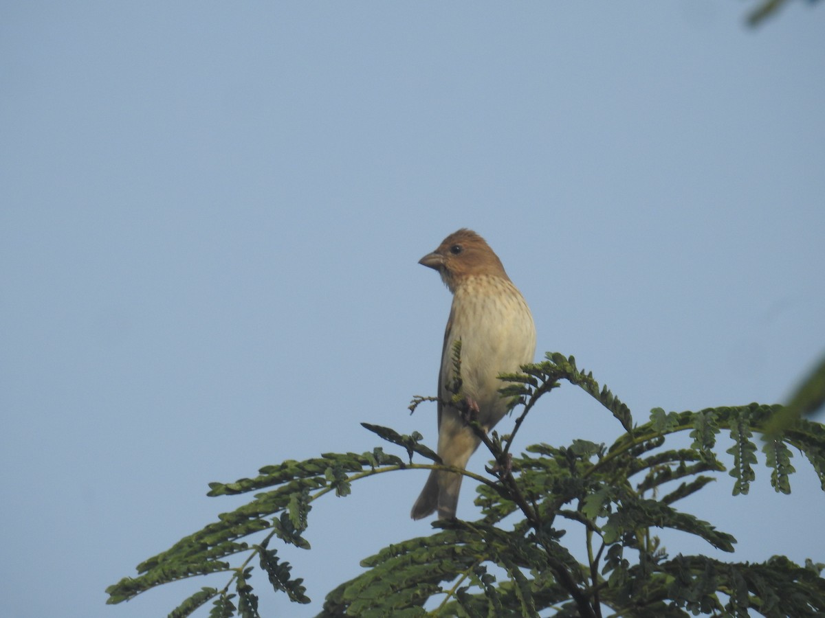 普通朱雀 - ML647609861