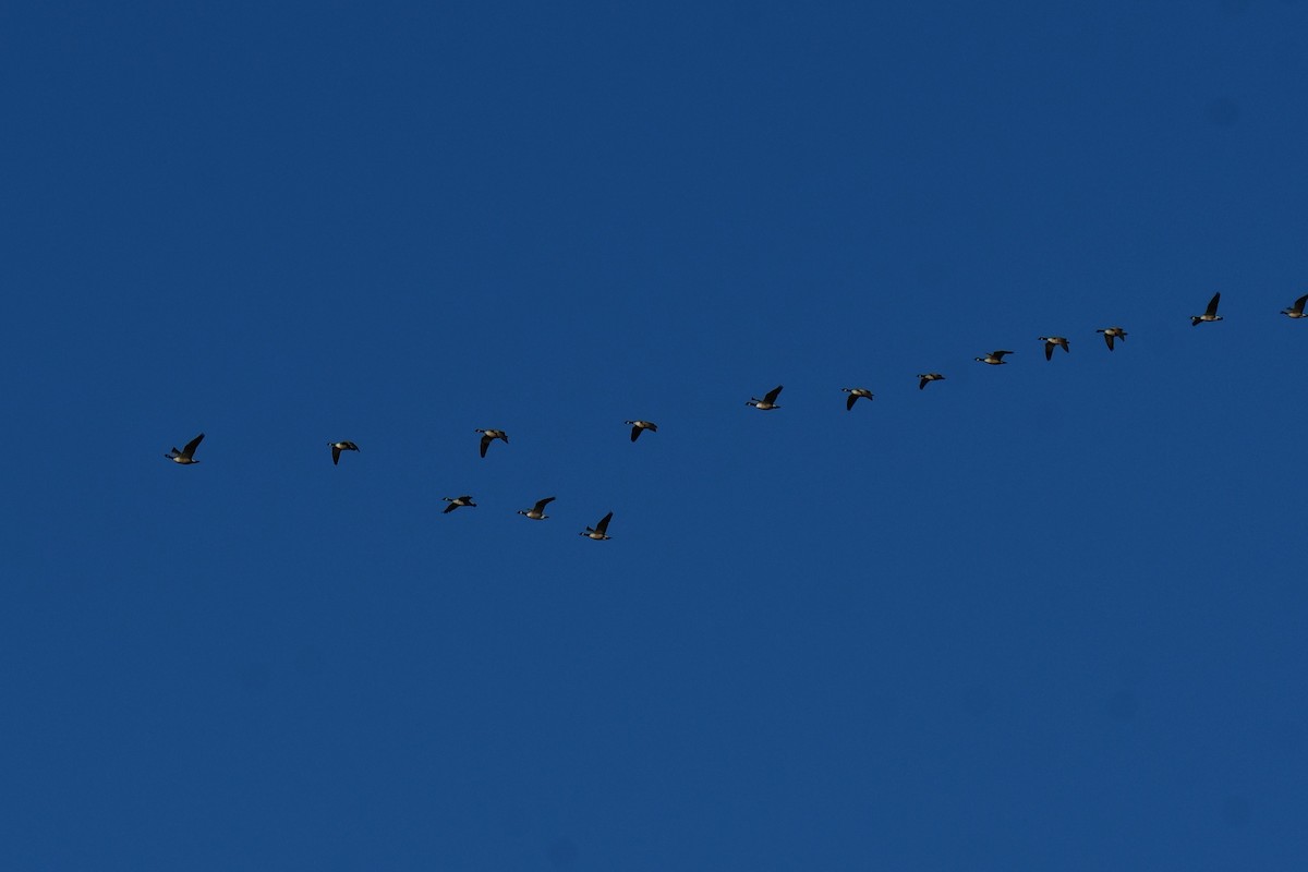 Kanadagans - ML647609862