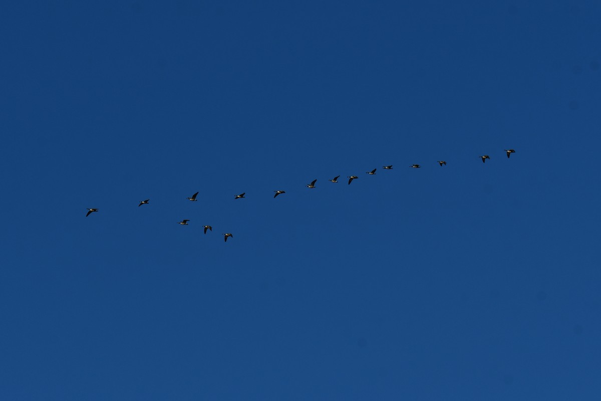 Kanadagans - ML647609863