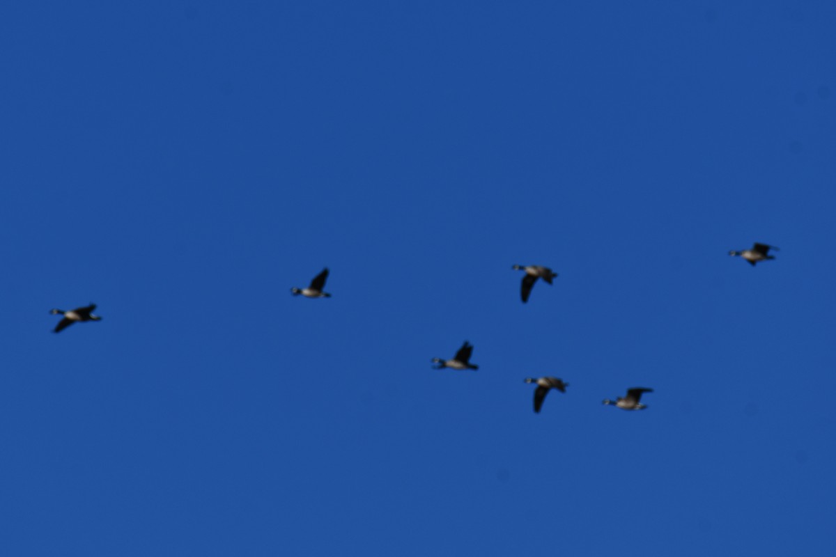 Kanadagans - ML647609864