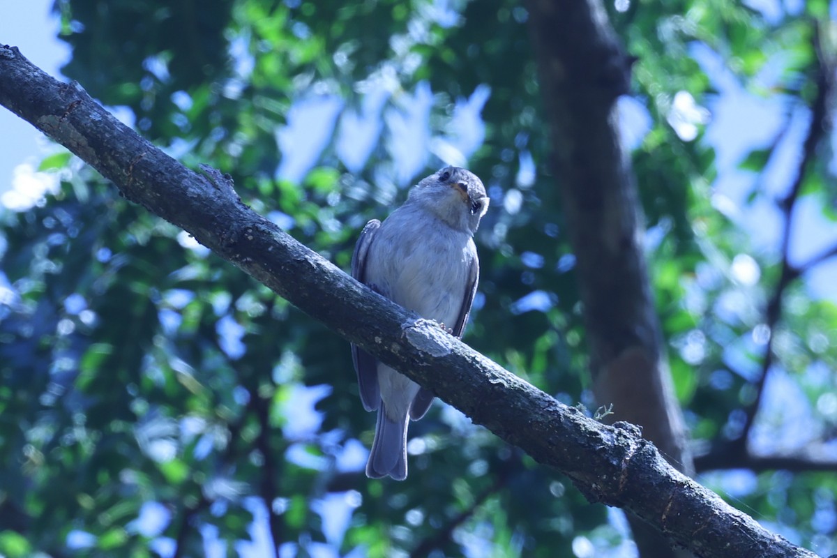Pale Flycatcher - ML647609865