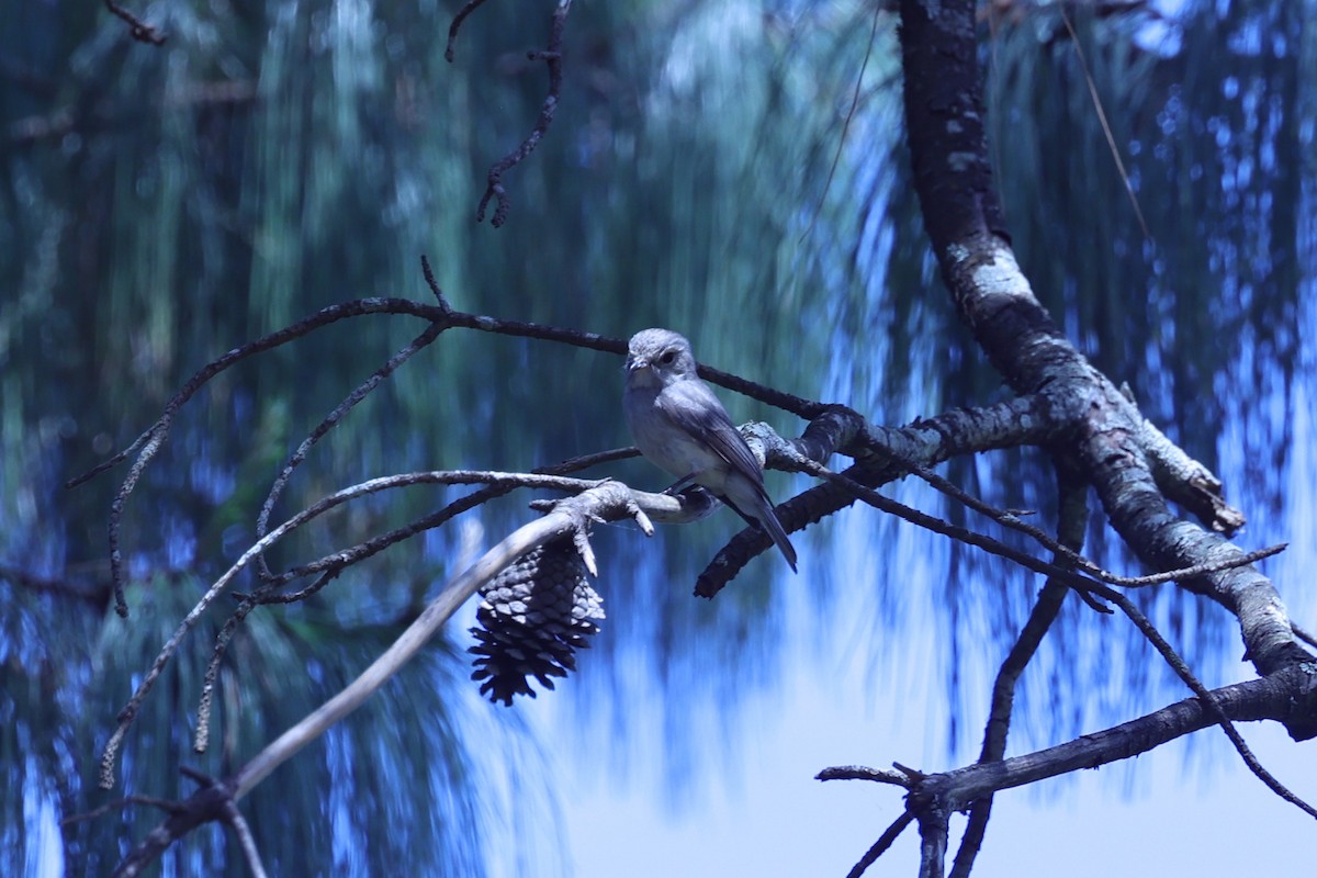 Pale Flycatcher - ML647609866
