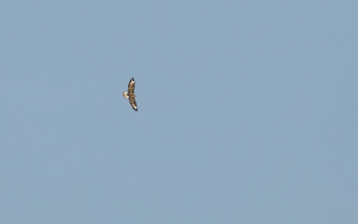 Upland Buzzard - ML647609876