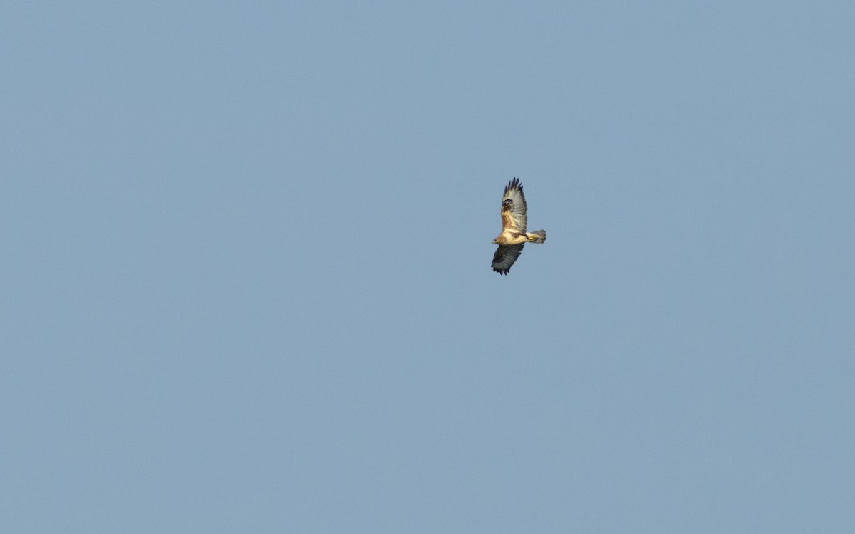 Upland Buzzard - ML647609877