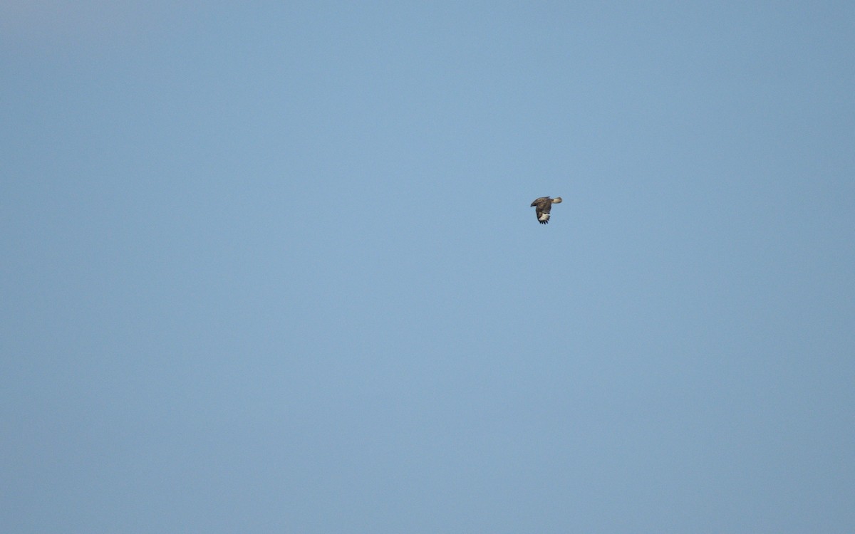 Upland Buzzard - ML647609878