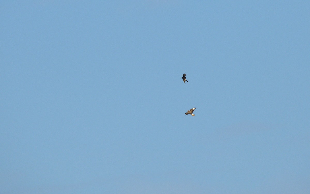 Upland Buzzard - ML647609879