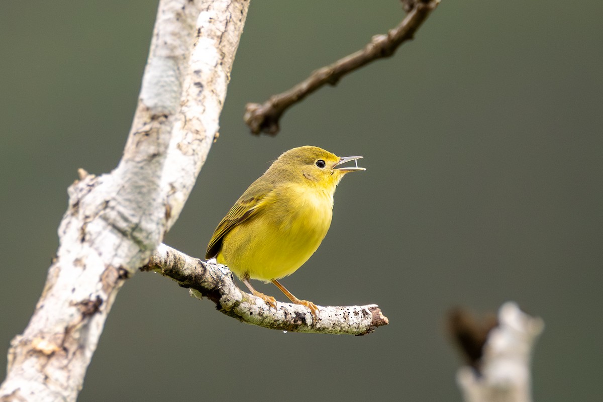 Tennessee Warbler - ML647609880