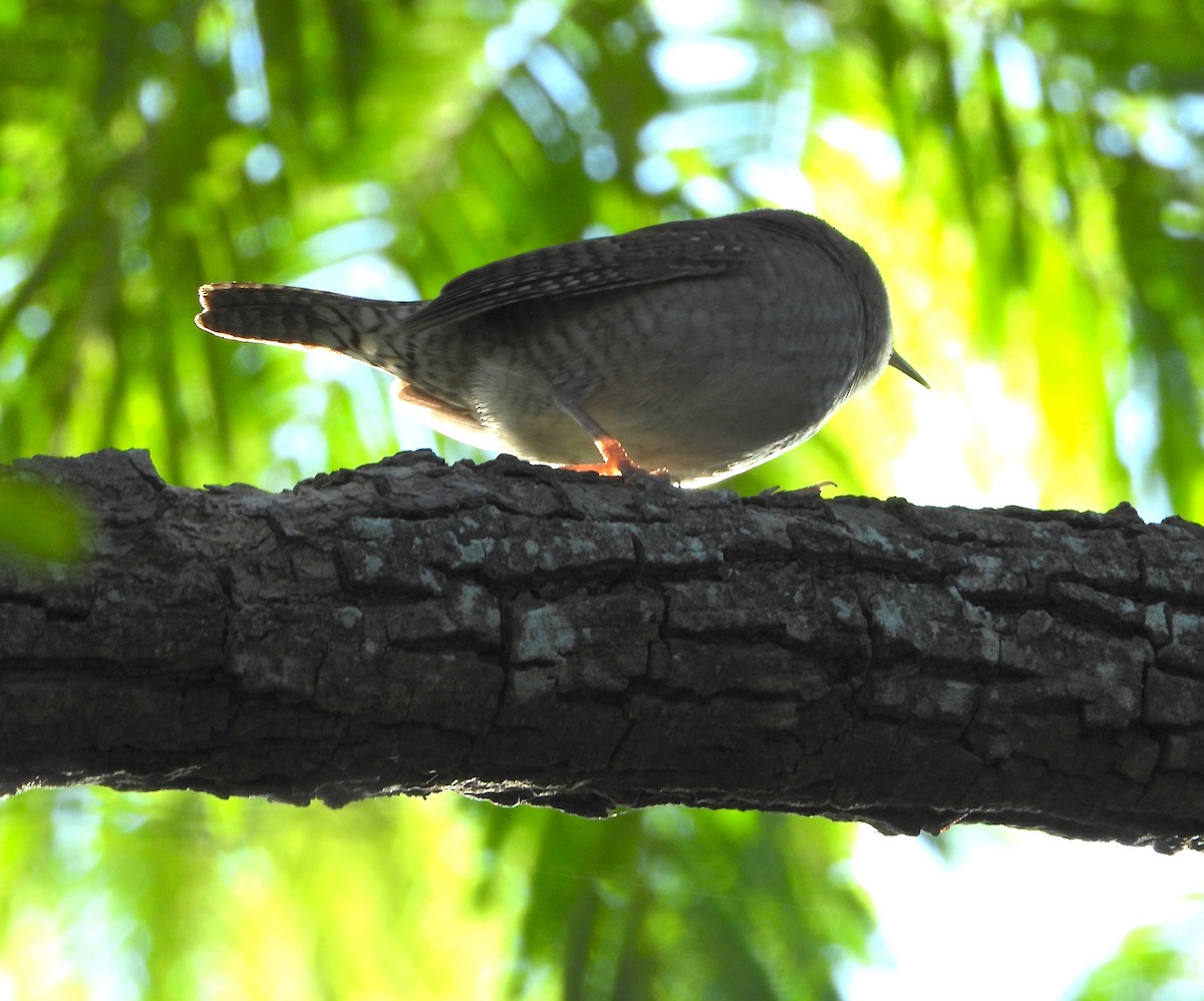 Northern House Wren - ML647609882
