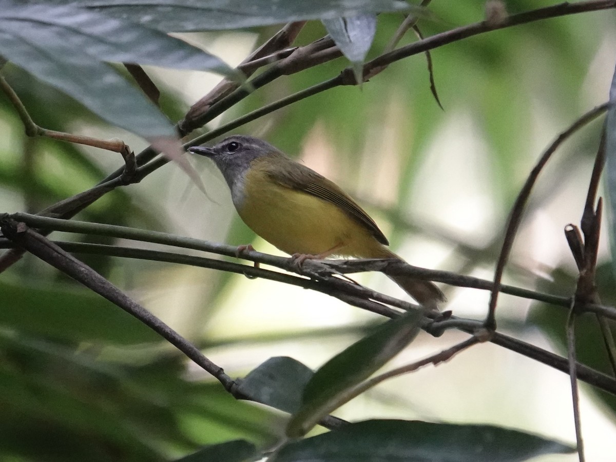 Yellow-bellied Warbler - ML647609897