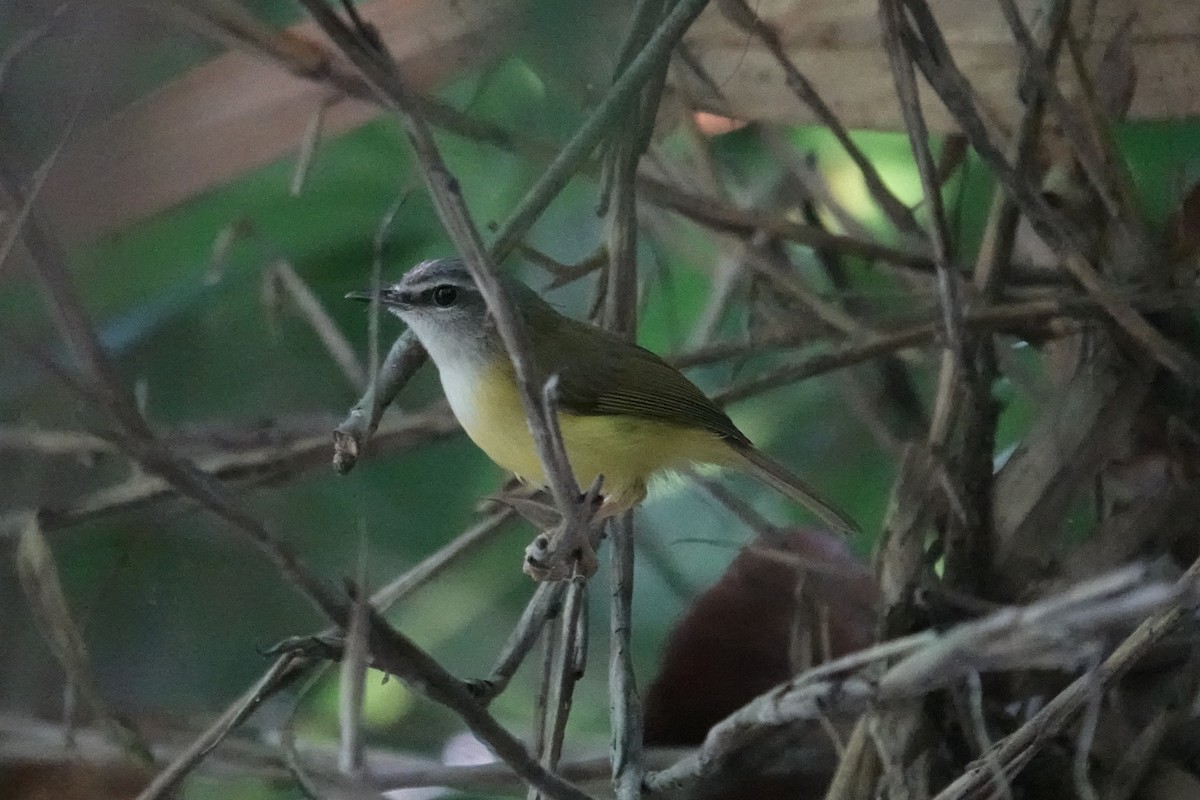 Yellow-bellied Warbler - ML647609898