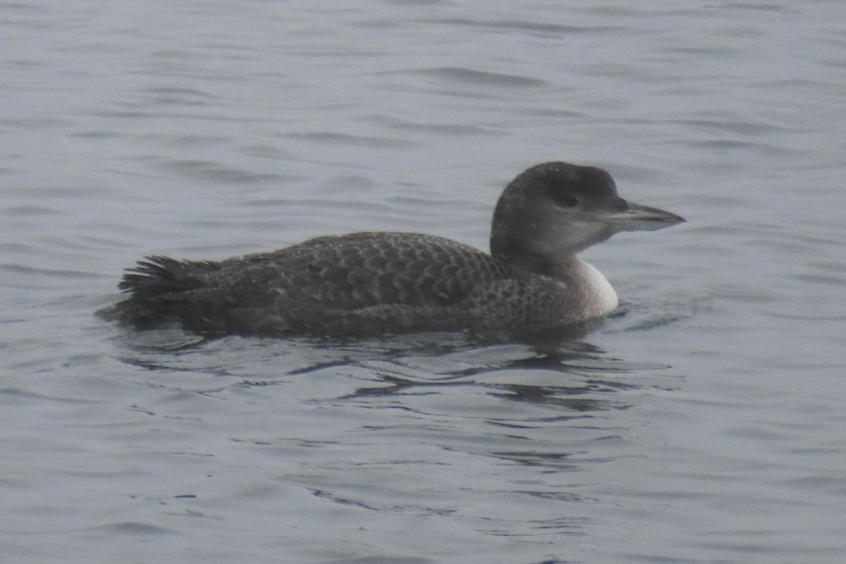 Common Loon - ML647609938
