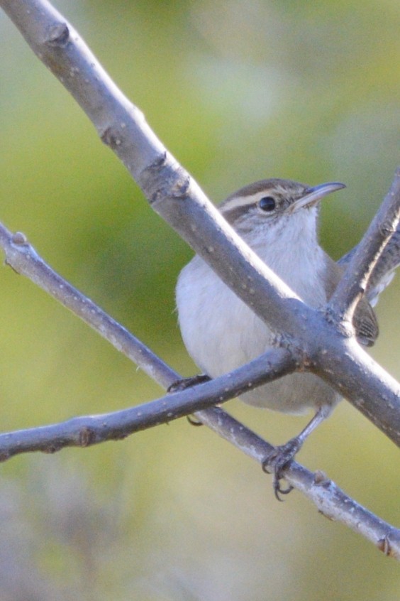 Длиннохвостый крапивник - ML647609962