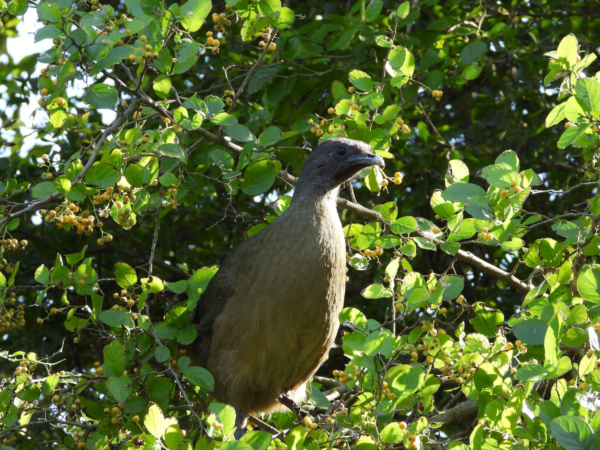Plain Chachalaca - ML647610004